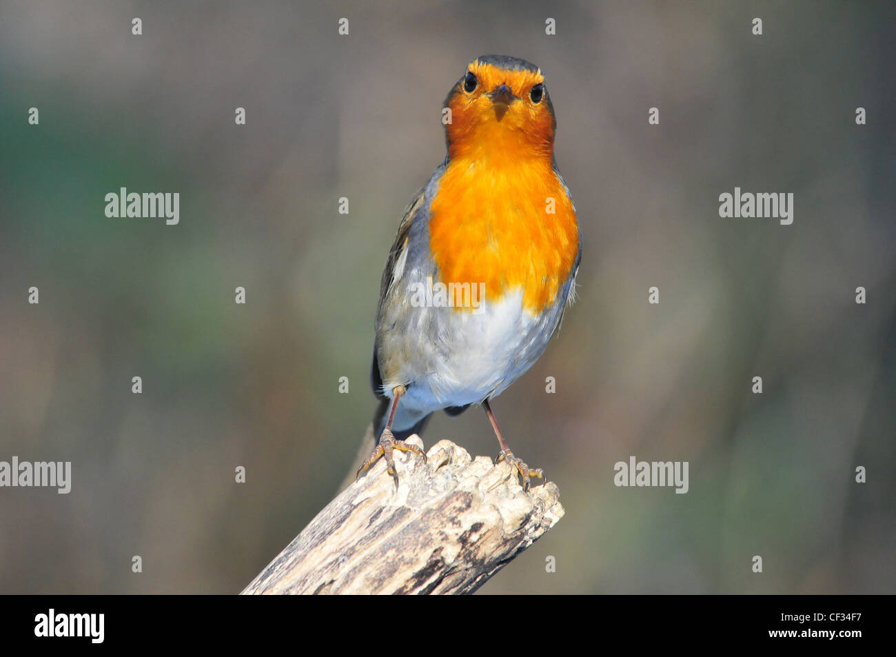 Robin In Uk British Robin Stock Photos & British Robin Stock Images - Alamy