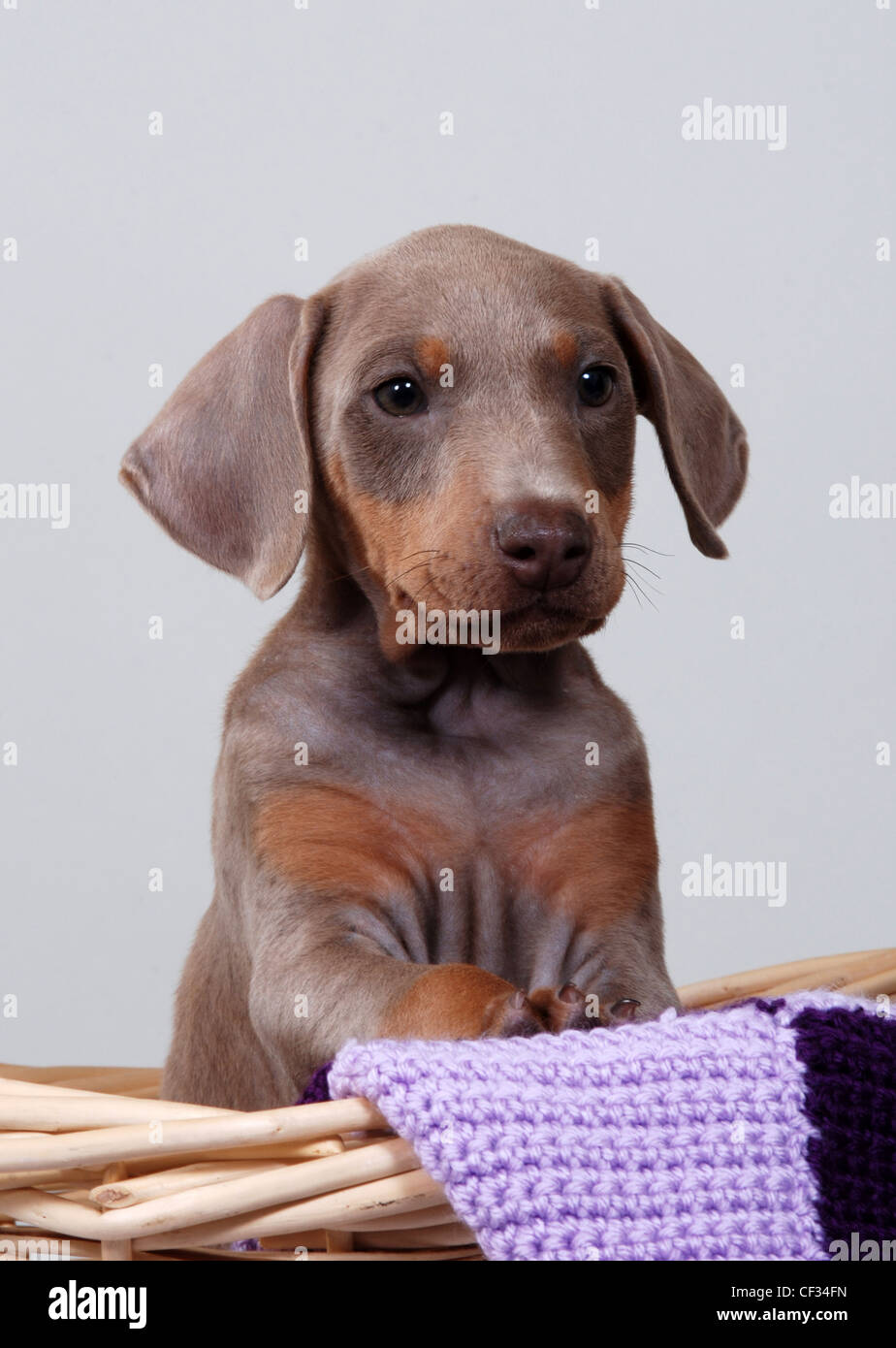 Doberman Pinscher puppy, white background Stock Photo