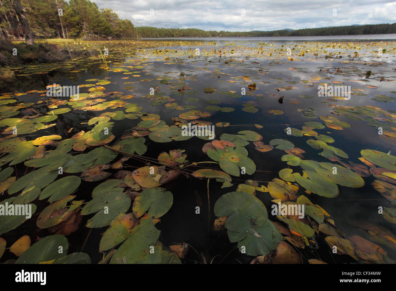 Lily pads on Loch Garten in the Cairngorms National Park. Stock Photo
