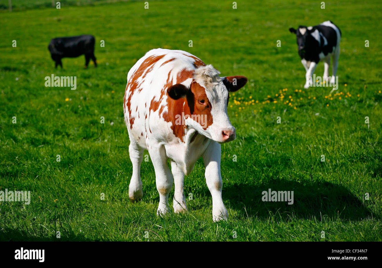 Holstein friesian bull hires stock photography and images Alamy