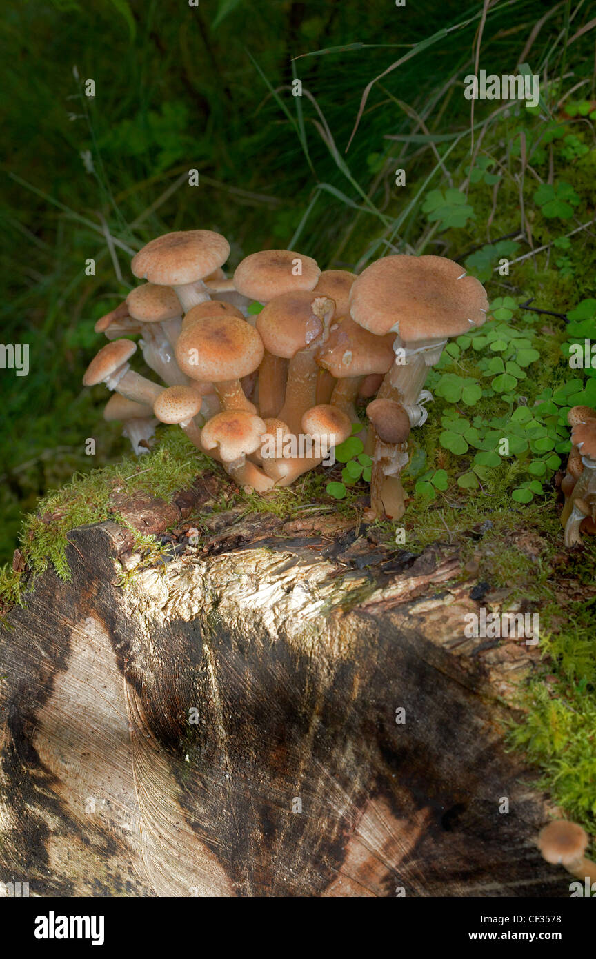Sulphur tuft (Hypholoma fasciculare), a common woodland mushroom growing in a large clump on a tree stump. Stock Photo