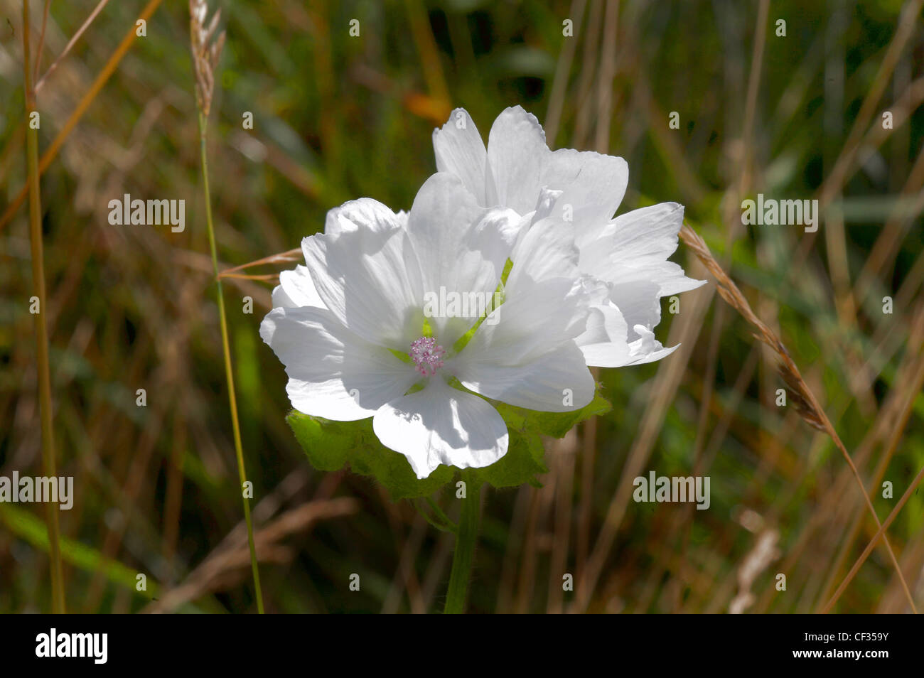 Musk Mallow (Malva moschata) 'Alba' with white flowers. Stock Photo