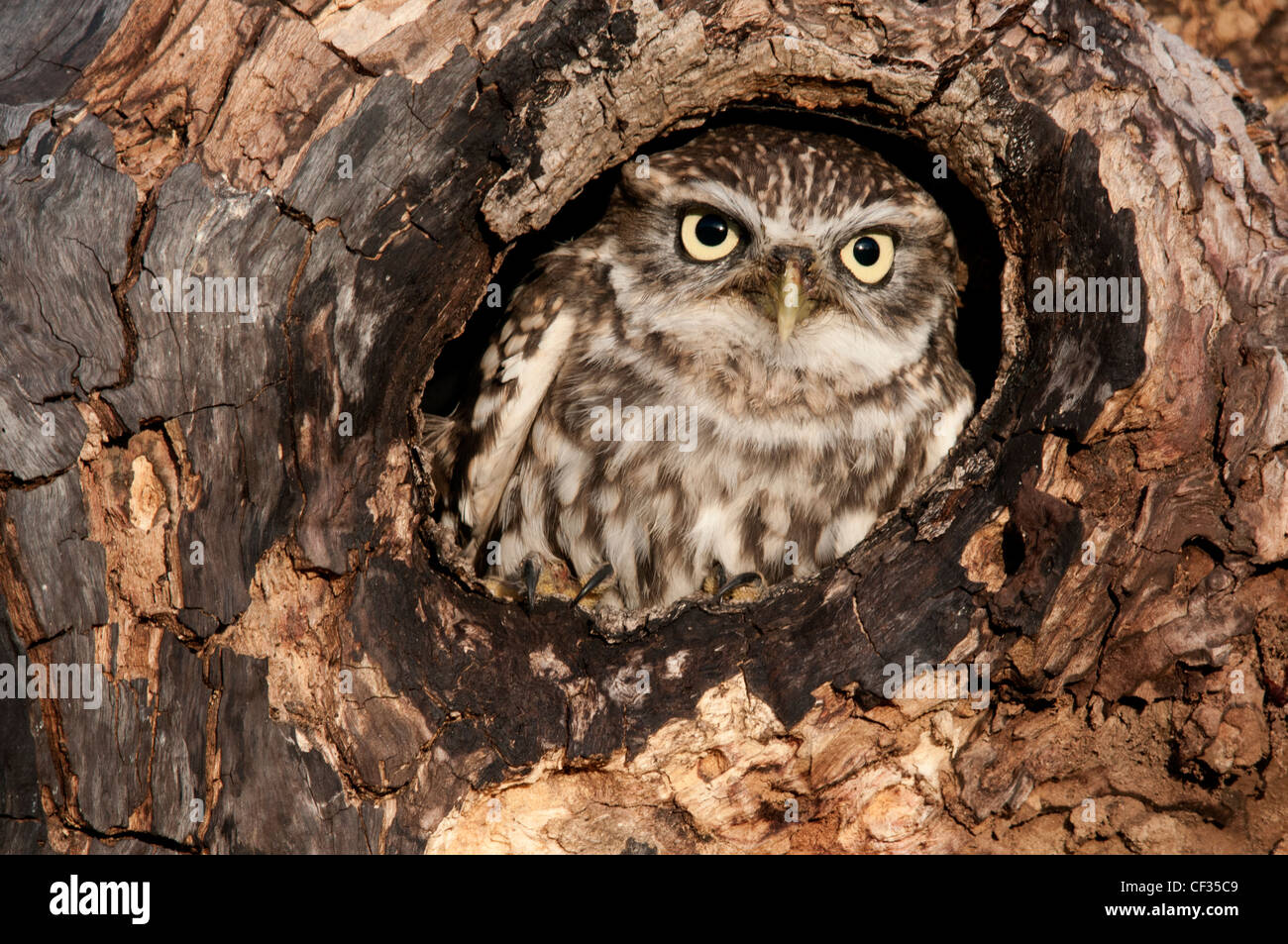 little owl sitting in a hole of a old tree Stock Photo