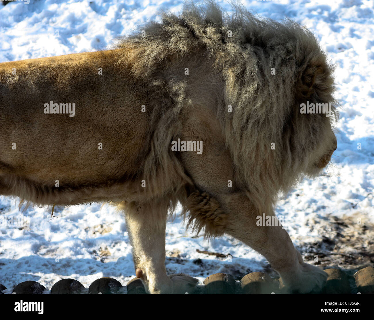 Panthera leo krugeri white lion Stock Photo