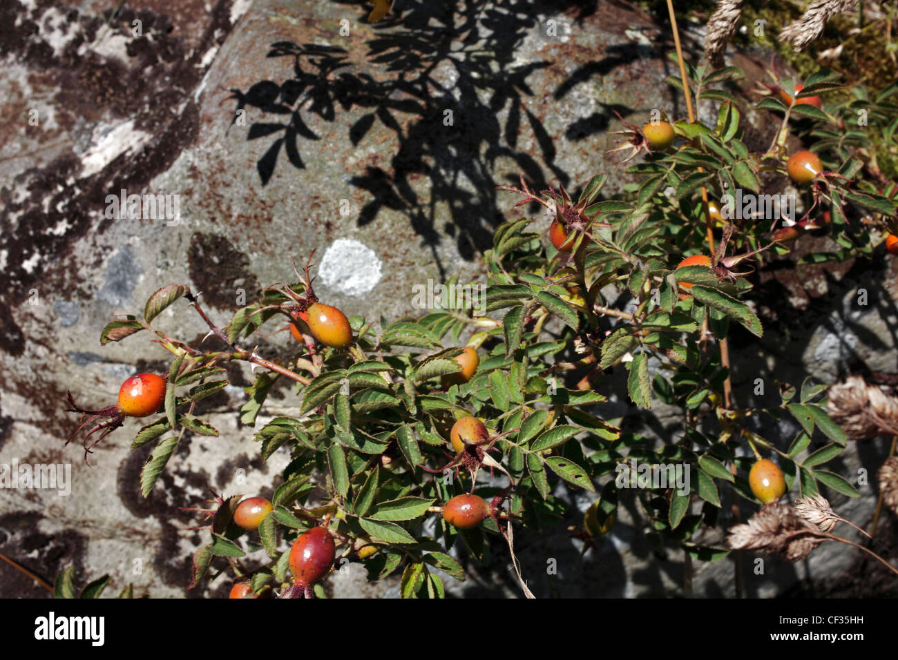 Rose hip (fruits of the rose) growing in an old river bed at St Cyrus. Stock Photo