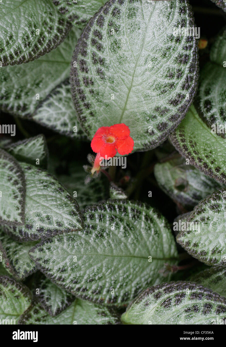 Flame Violet, Episcia cupreata, Gesneriaceae. Caribbean, Mexico, Central Americas, Northern South America, Columbia, Venezuela. Stock Photo