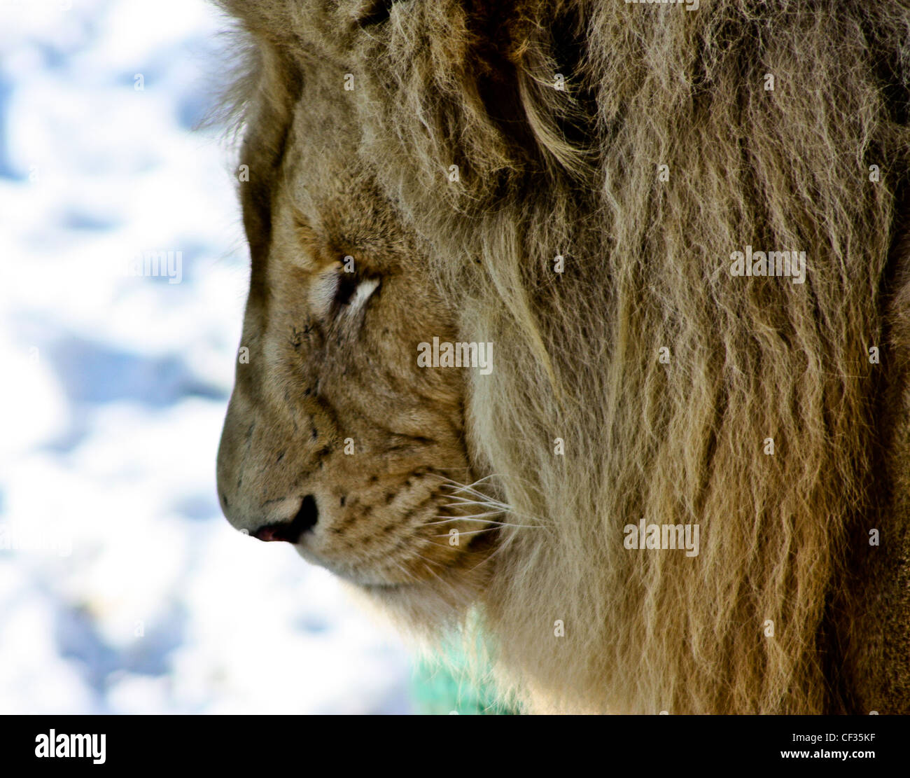 The lion hi-res stock photography and images - Alamy