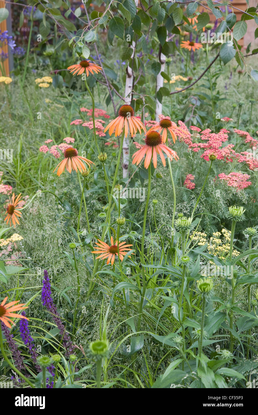Hampton Court Royal Horticultural Society Show A detail of Small Garden mixed perennials, Echinacea in the middle and silver Stock Photo