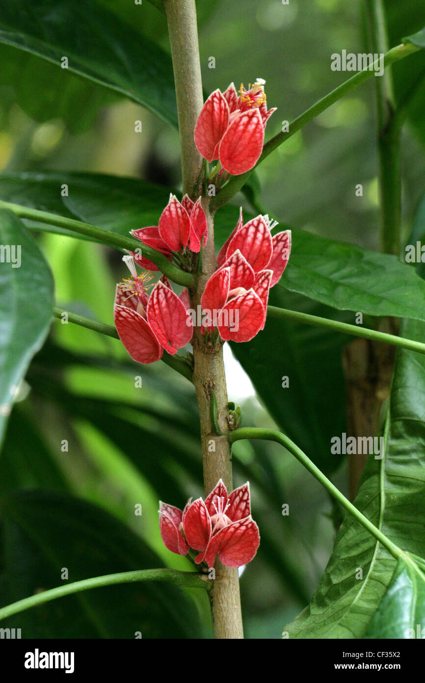 Goethea, Goethea strictiflora, Malvaceae. Tropical Brazil, South America. Stock Photo