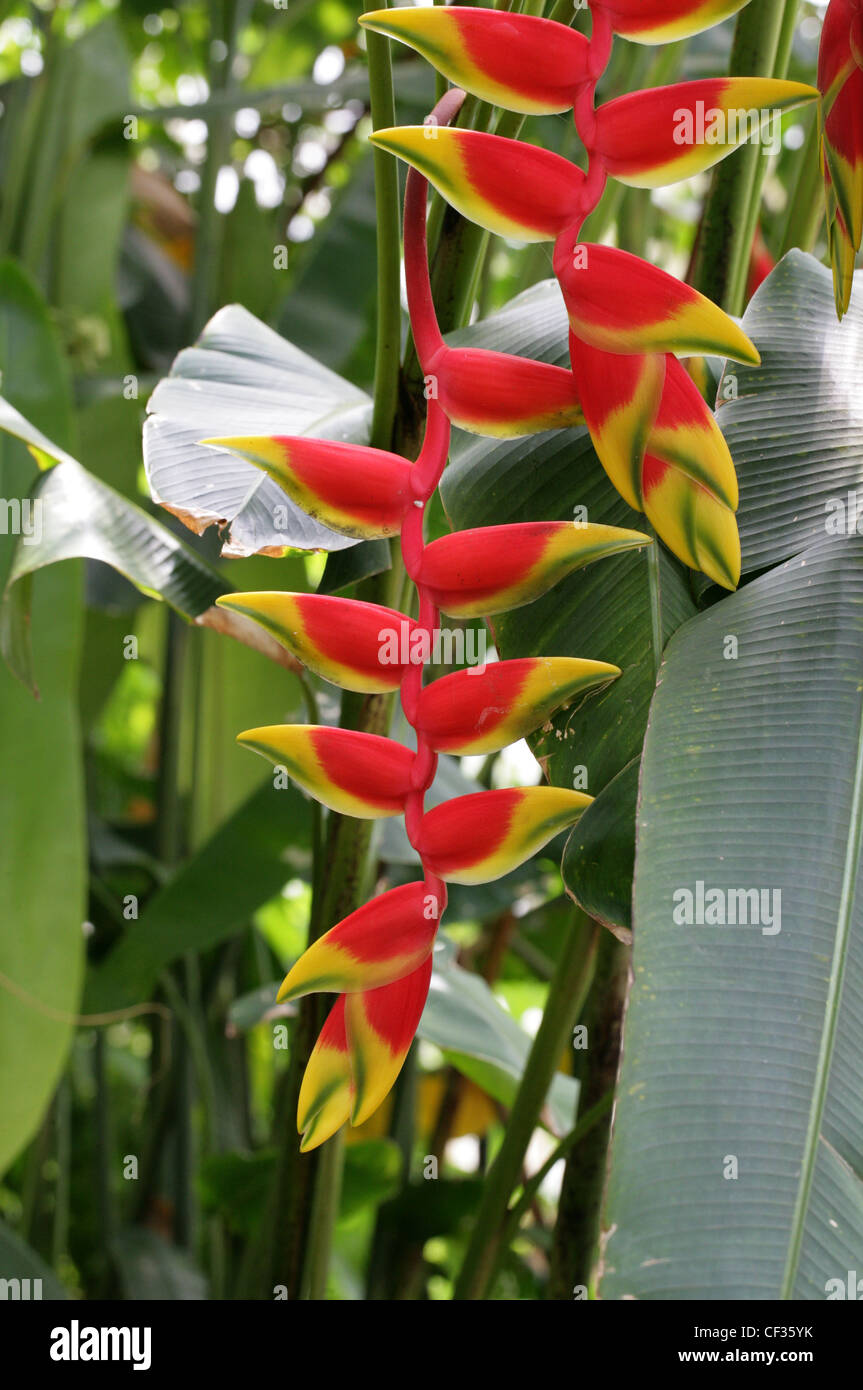 Crab Claws, Hanging Lobster Claw, Lobster Claw, Parrot's Beak, Pendant Heliconia, Heliconia rostrata, Heliconiaceae. Stock Photo