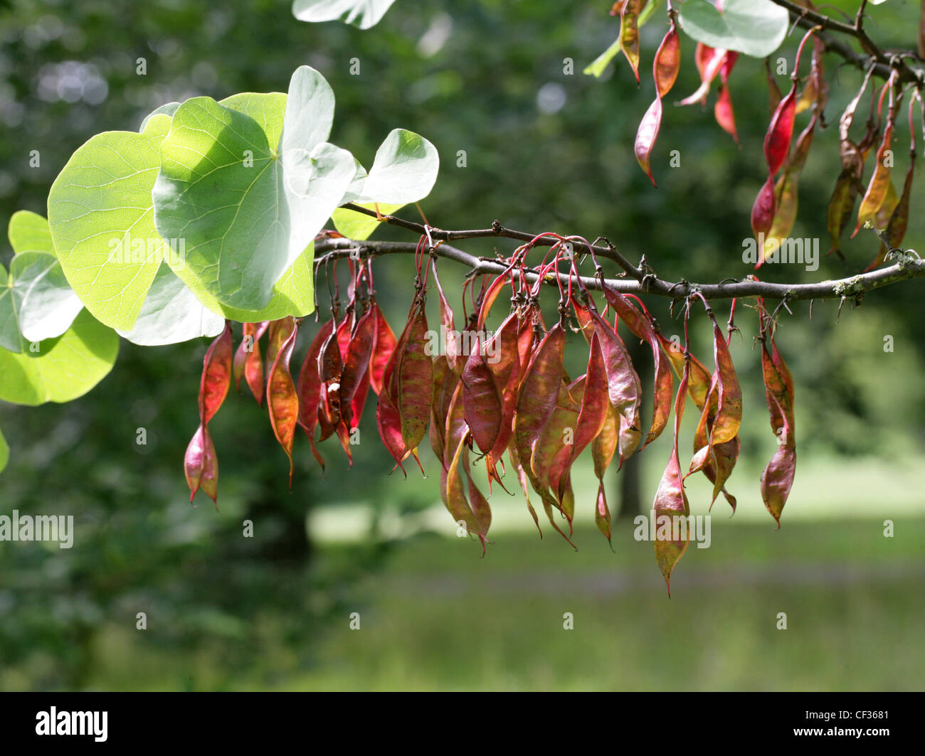 Seed Pods of the Judas Tree, Cercis siliquastrum, Fabaceae Stock Photo