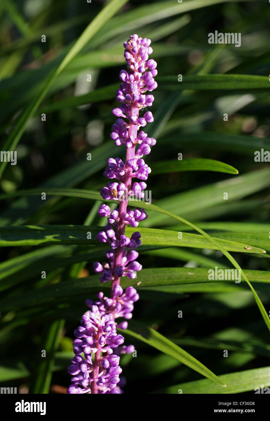 Liriope or Lilyturf, Liriope platyphylla, Nolinoideae, Asparagaceae. Previously in Convallariaceae and Ruscaceae. Stock Photo