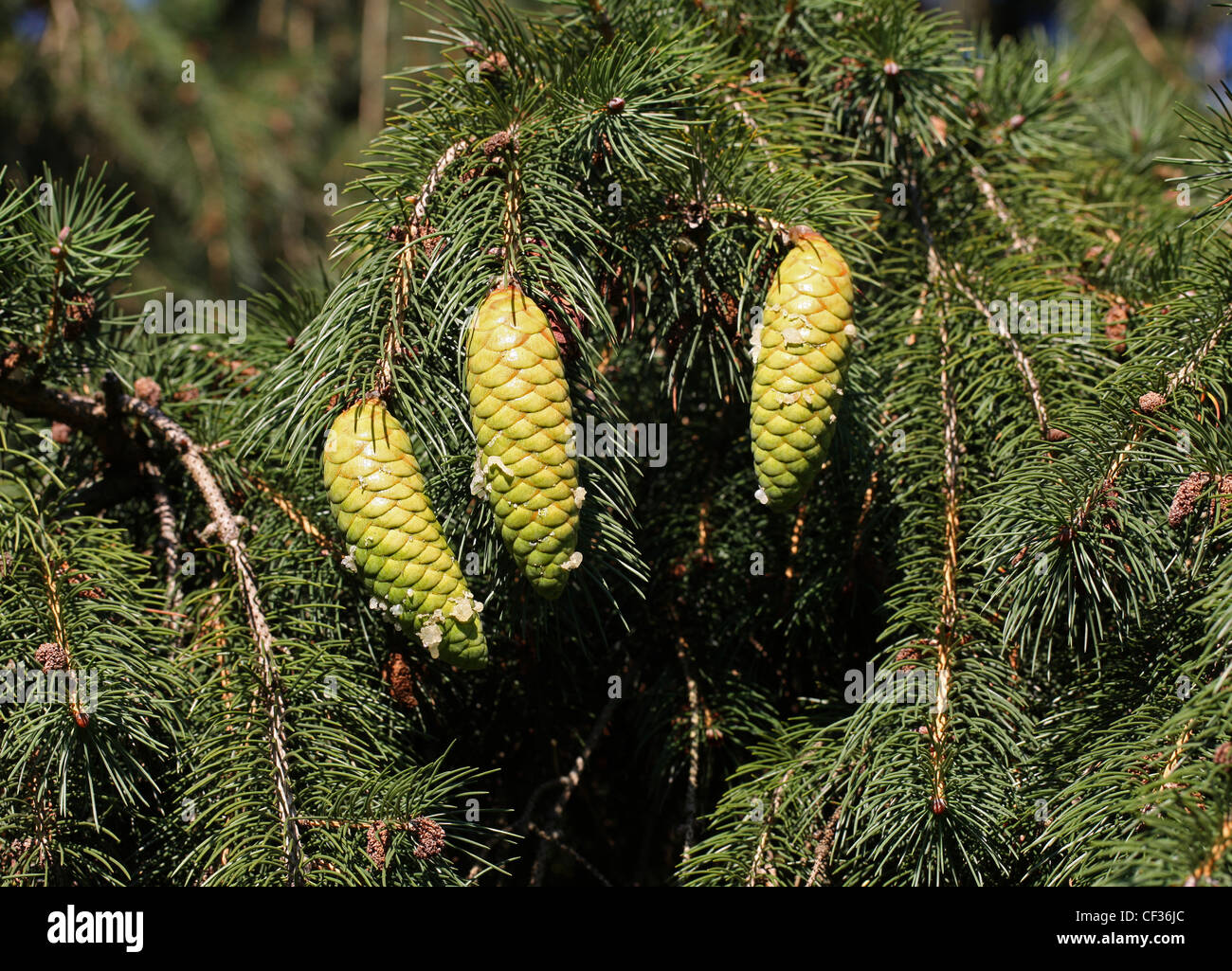 Morinda Spruce or West Himalayan Spruce Cones, Picea Smithiana, Pinaceae. Western Himalayas. Stock Photo