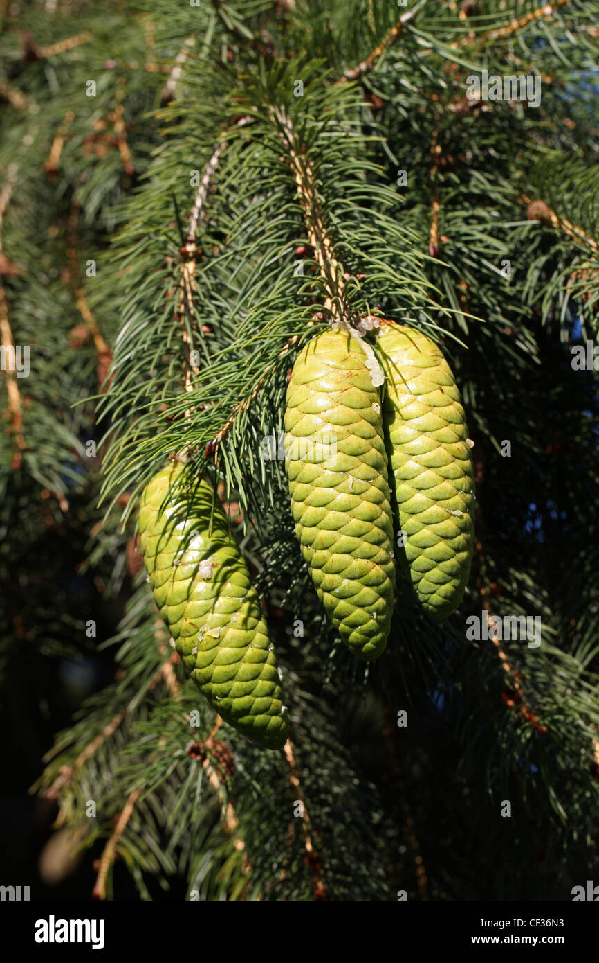 Morinda Spruce or West Himalayan Spruce Cones, Picea Smithiana, Pinaceae. Western Himalayas. Stock Photo