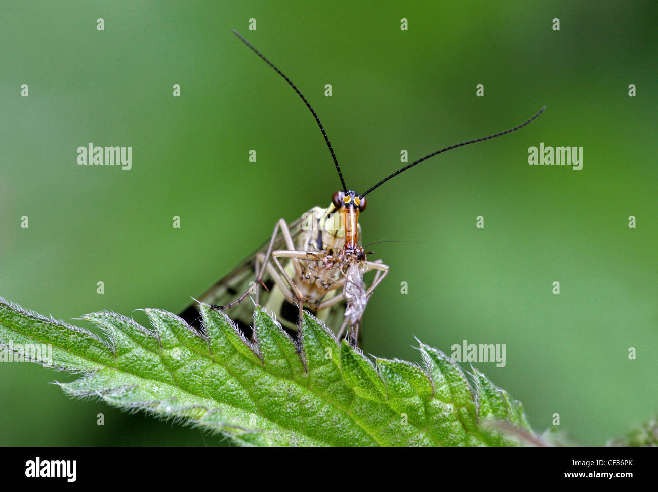 Scorpion Fly, Panorpa communis, Panorpidae, Mecoptera. Common British