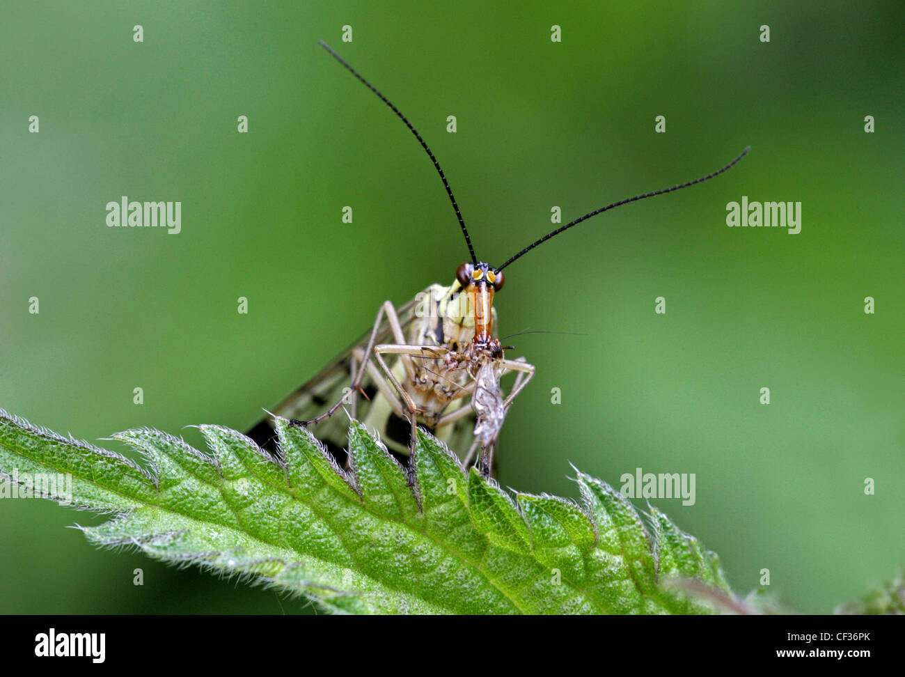 Scorpion Fly, Panorpa communis, Panorpidae, Mecoptera. Common British Insect. Stock Photo