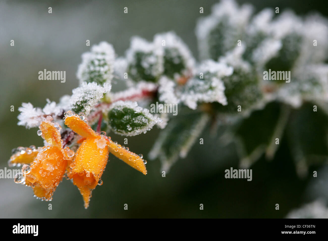 Yellow Berberis Darwinii flowers and green leaves covered with frost Stock Photo