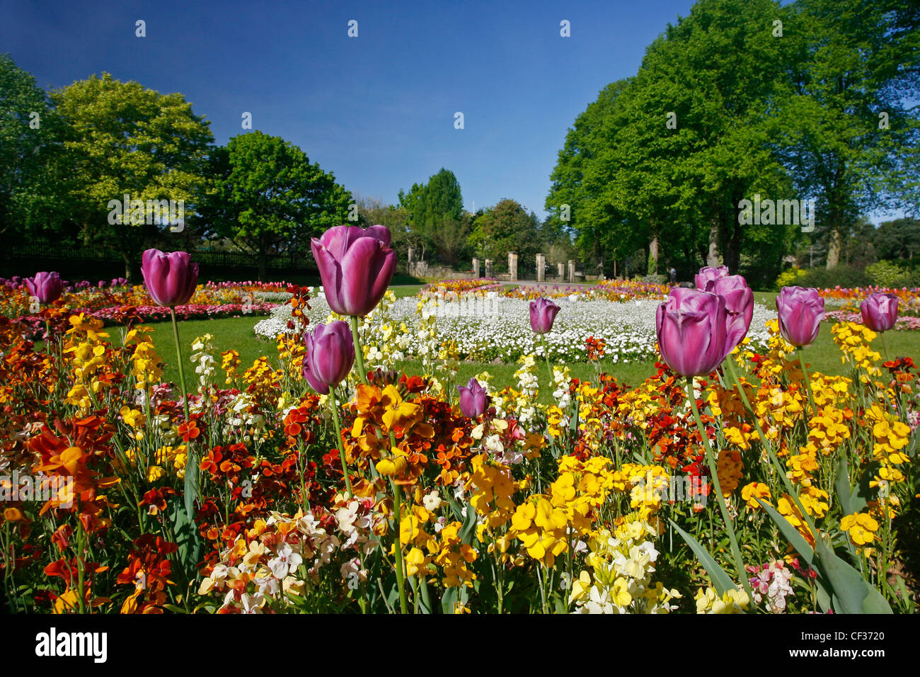 Colourful flowers growing in St Nicholas park in Warwick Stock Photo