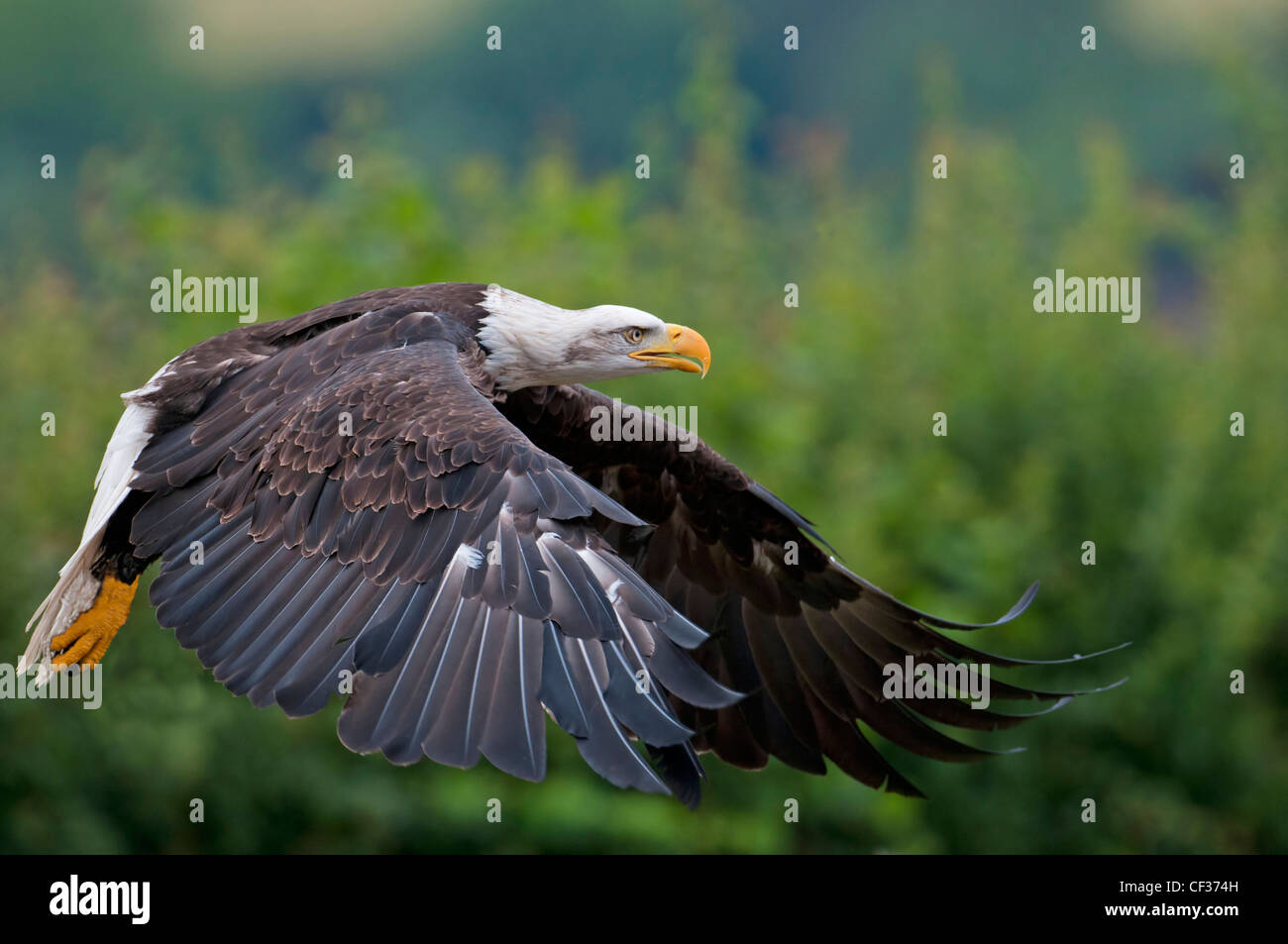 BALD EAGLE Haliaeetus leucocephalus IN FLIGHT Stock Photo - Alamy