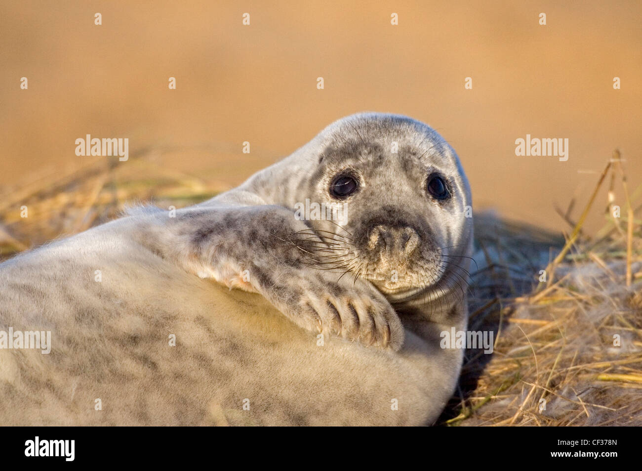 Close-up of a grey seal (Halichoerus grypus) at Donna Nook in Lincolnshire. Stock Photo