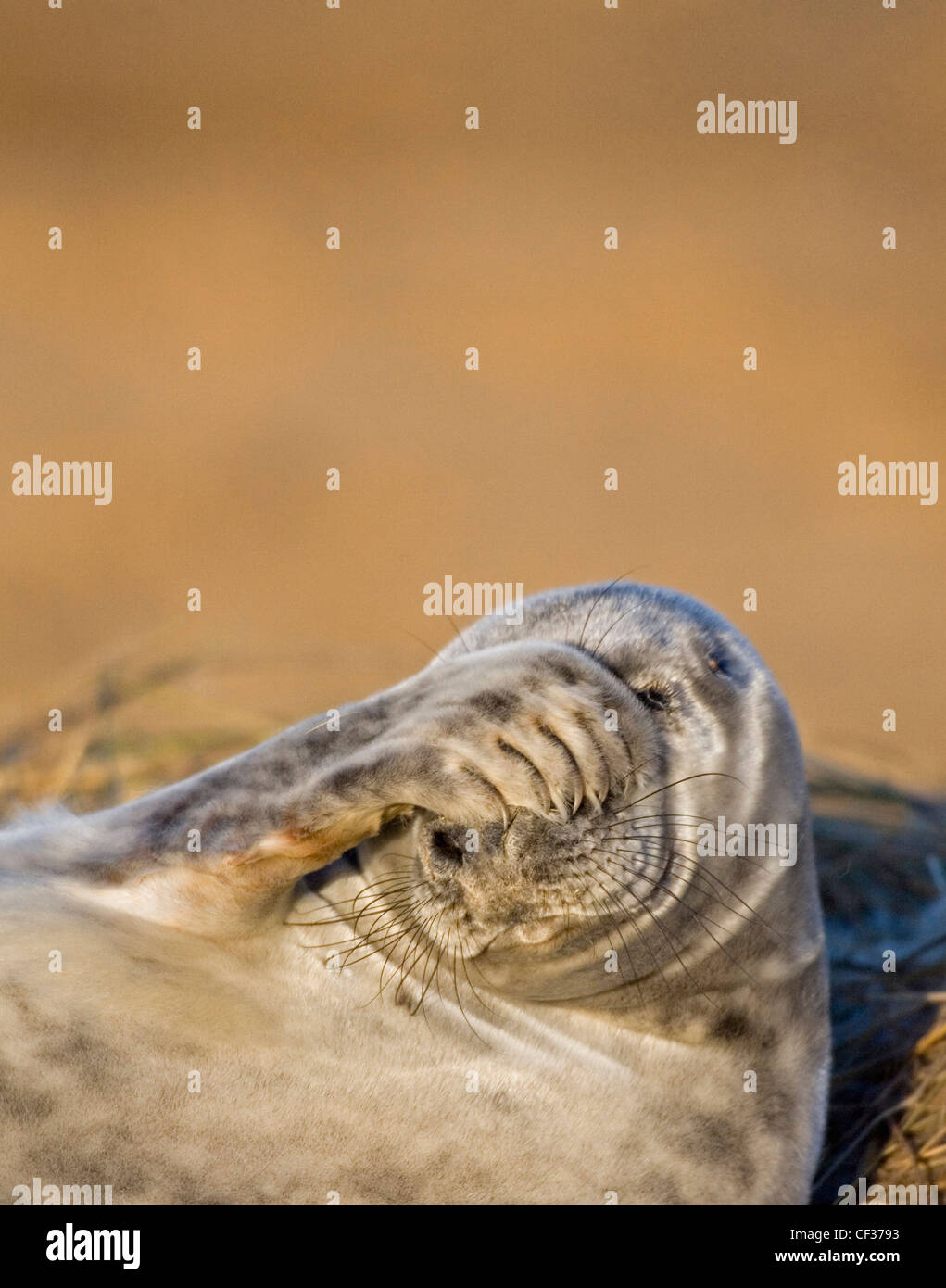 Close-up of a grey seal (Halichoerus grypus) at Donna Nook in Lincolnshire. Stock Photo