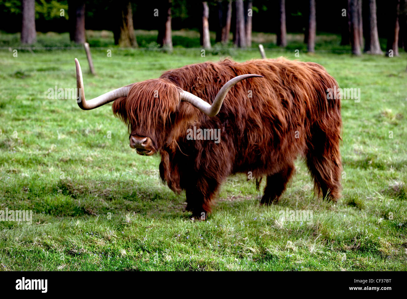 A Highland cow standing in a field Stock Photo Alamy