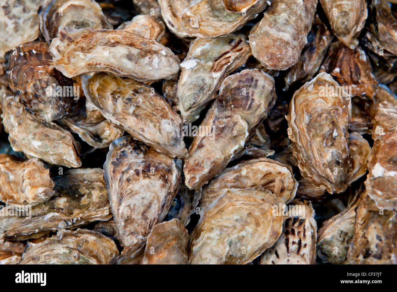 Shellfish sign warning hi-res stock photography and images - Alamy