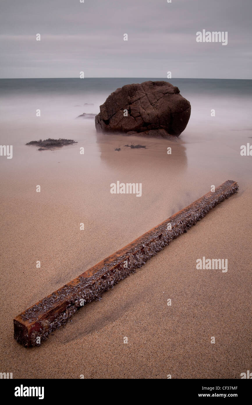 Long exposure of a washed up log covered in Goose Barnacles(Lepas anserifa), Portheras Cove, Cornwall. Stock Photo