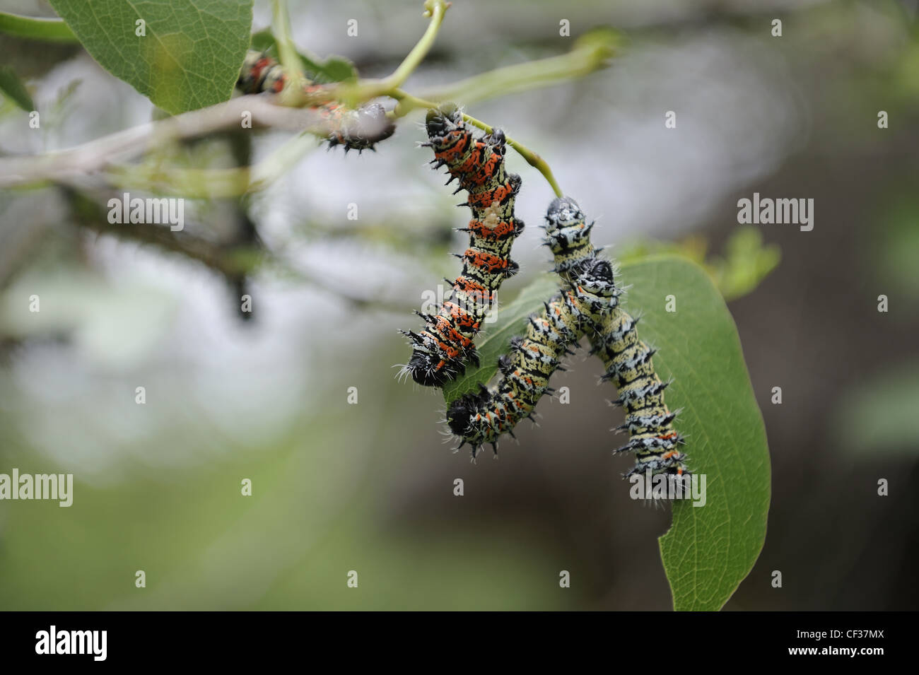 Mopane worms, mopane caterpillars feeding on mopane scrub leaves Stock  Photo - Alamy