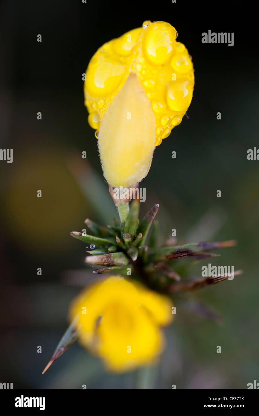 Gorse flower covered in dew, over another gorse flower that is out of focus. Stock Photo