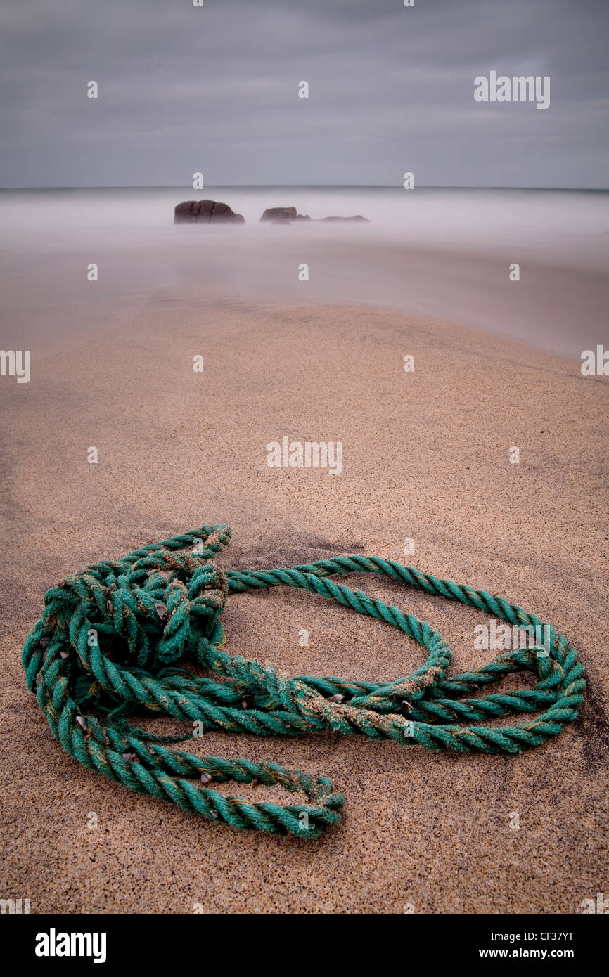 Barnacle Rope Goose barnacles hi-res stock photography and images - Alamy