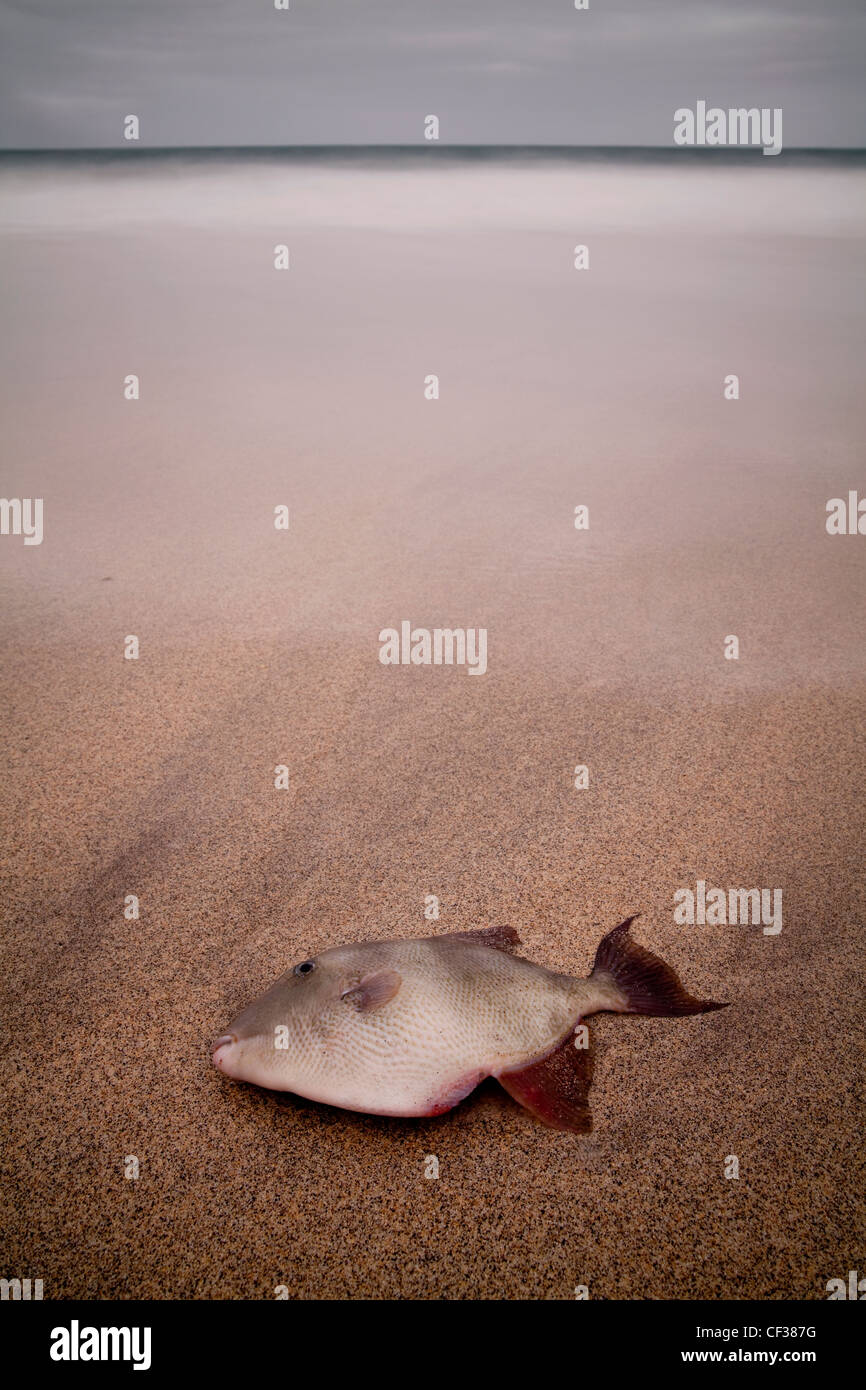 Long exposure of a Grey Triggerfish (Balistes capricus) washed up on Portheras Beach, Cornwall. Stock Photo