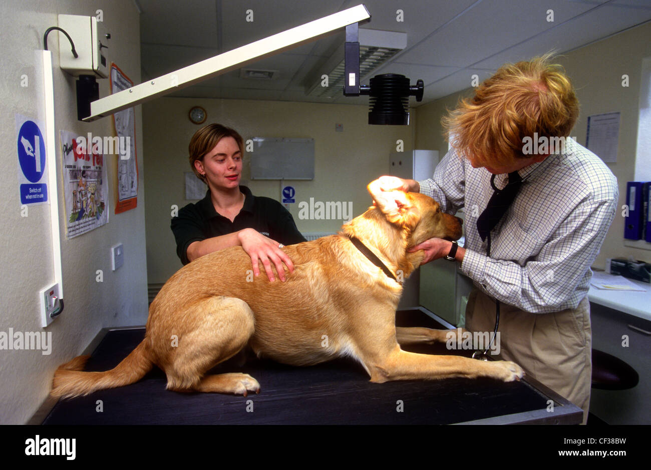 Vet examining dog, Wokingham Training Centre, Guide Dogs for the Blind Association, UK. Stock Photo