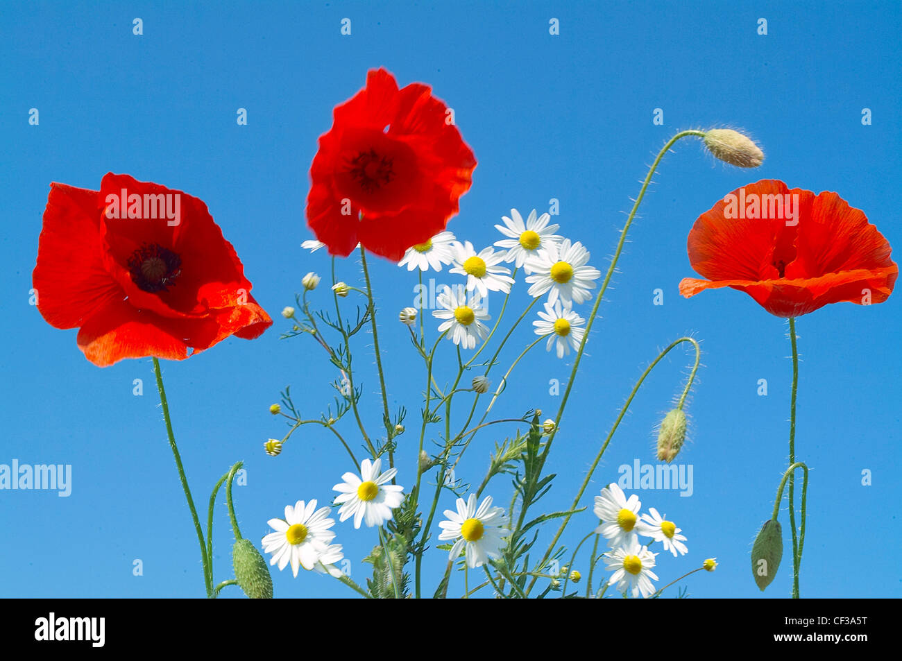 Red poppies and daisies against a clear blue sky background Stock Photo ...