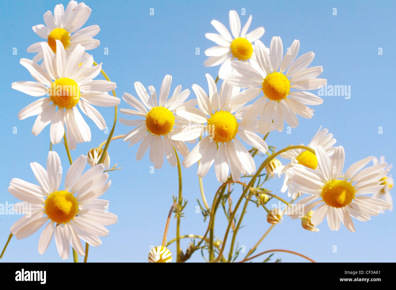 Daisies against a clear blue sky background Stock Photo - Alamy