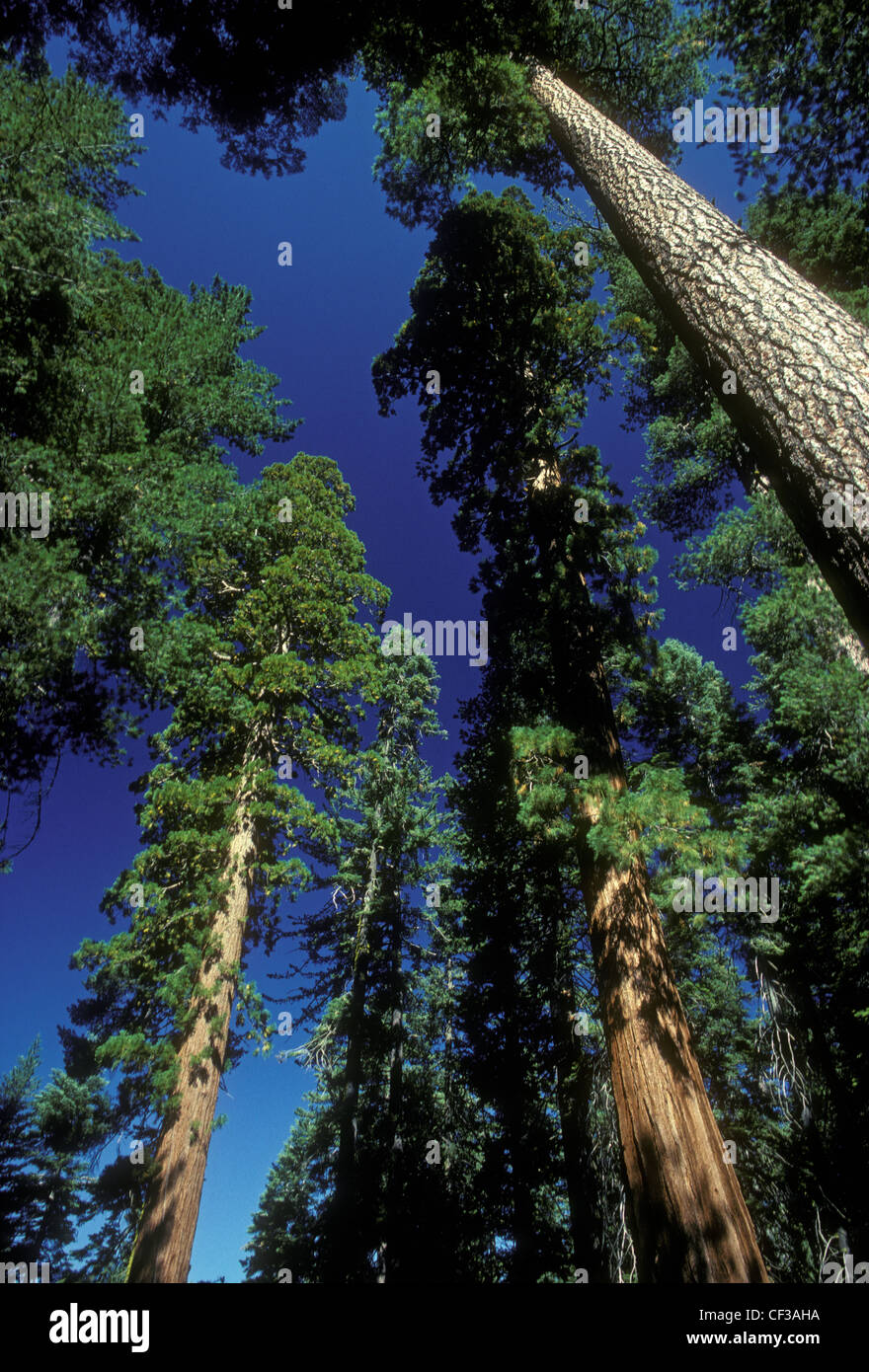 Giant Sequoia trees, Tuolumne Grove 