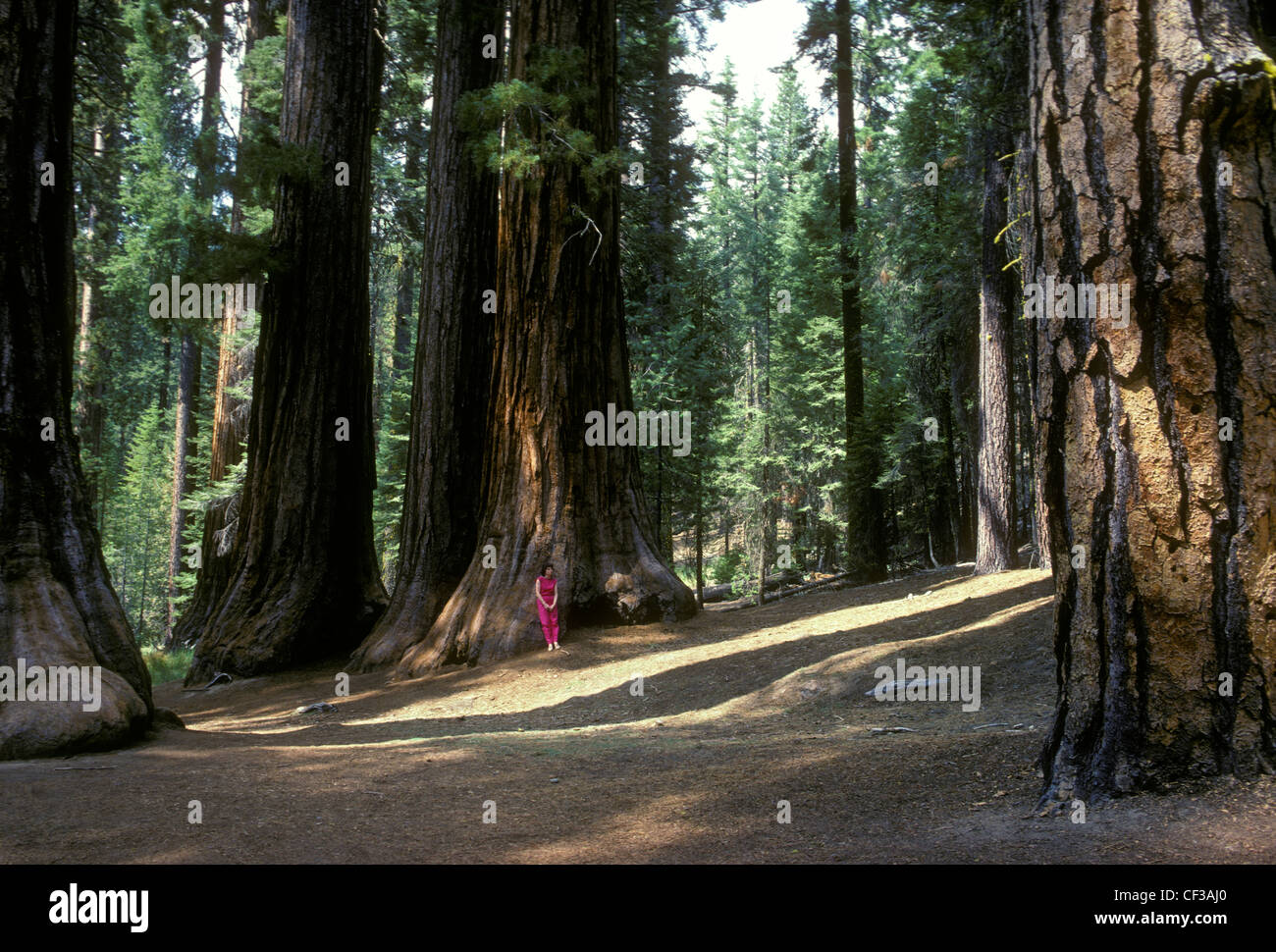 The Bachelor and Three Graces, Giant Sequoia trees, Mariposa Grove, Yosemite, National Park, Yosemite National Park, California Stock Photo