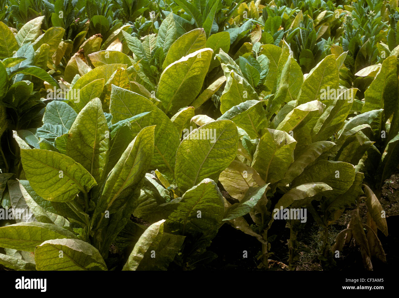 chewing tobacco plants Chewing tobacco leaves hi-res stock photography and images