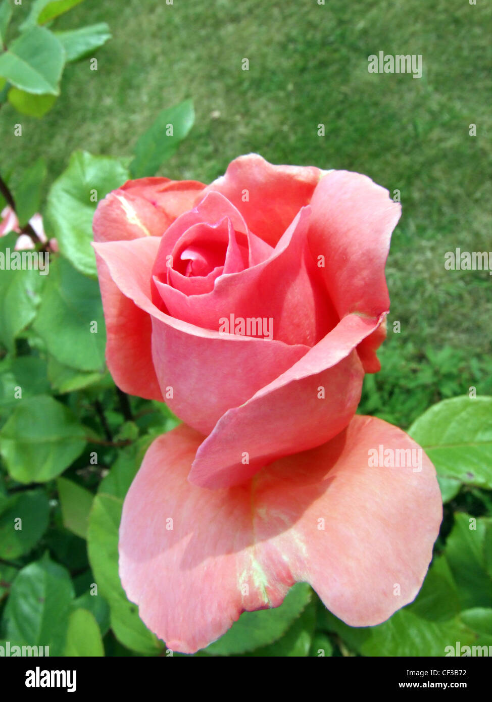 Close up of a pink rose -Hybrid Tea Rose, Rosa Blessings Stock Photo