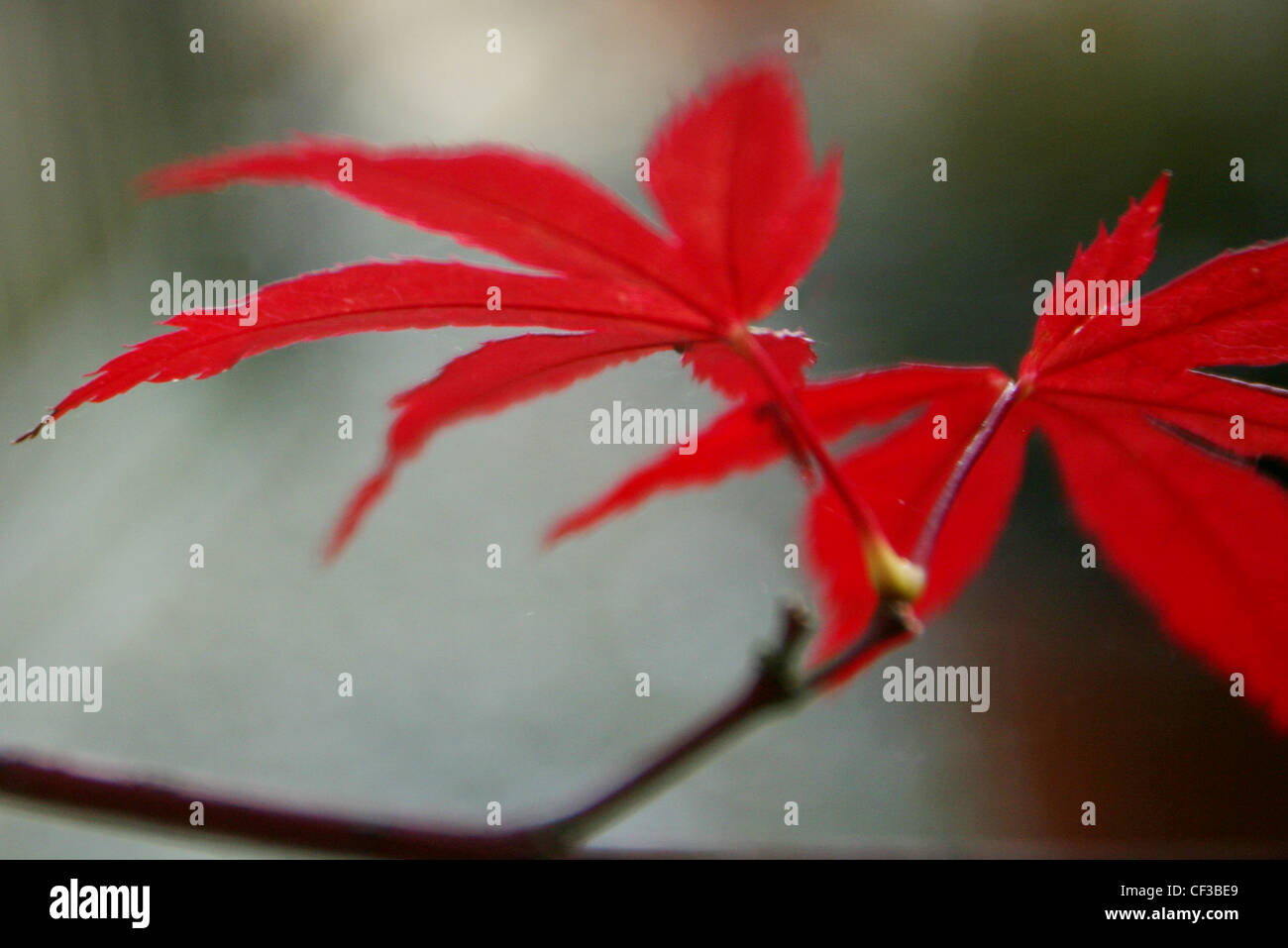 Japanese maple hi-res stock photography and images - Alamy