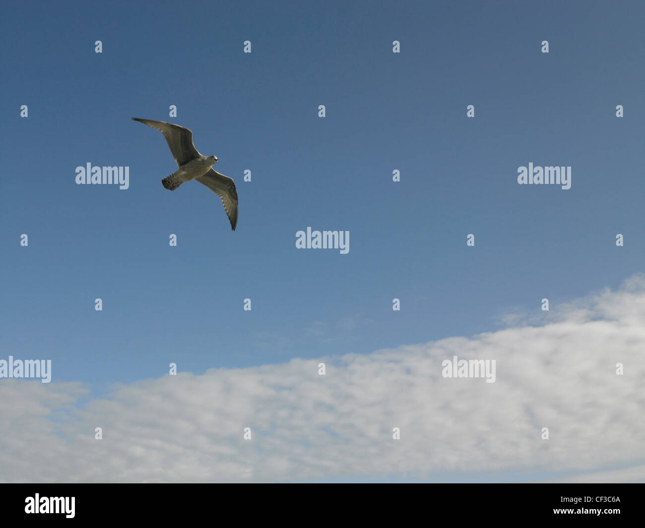 A seagull flying in a blue sky above the pier in Brighton. Stock Photo