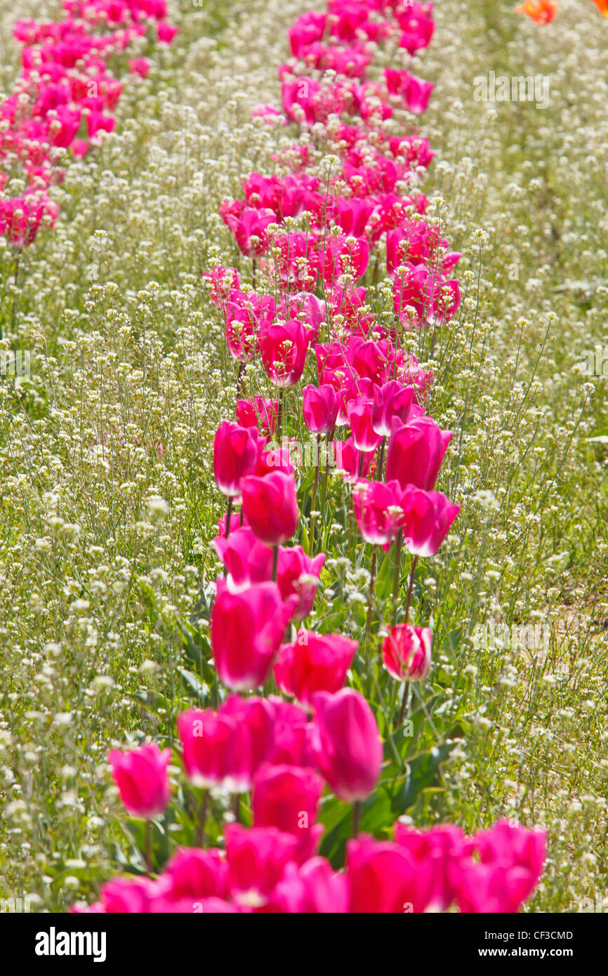 Tulips In A Field At Wooden Shoe Tulip Farm; Woodburn Oregon United States Of America Stock Photo