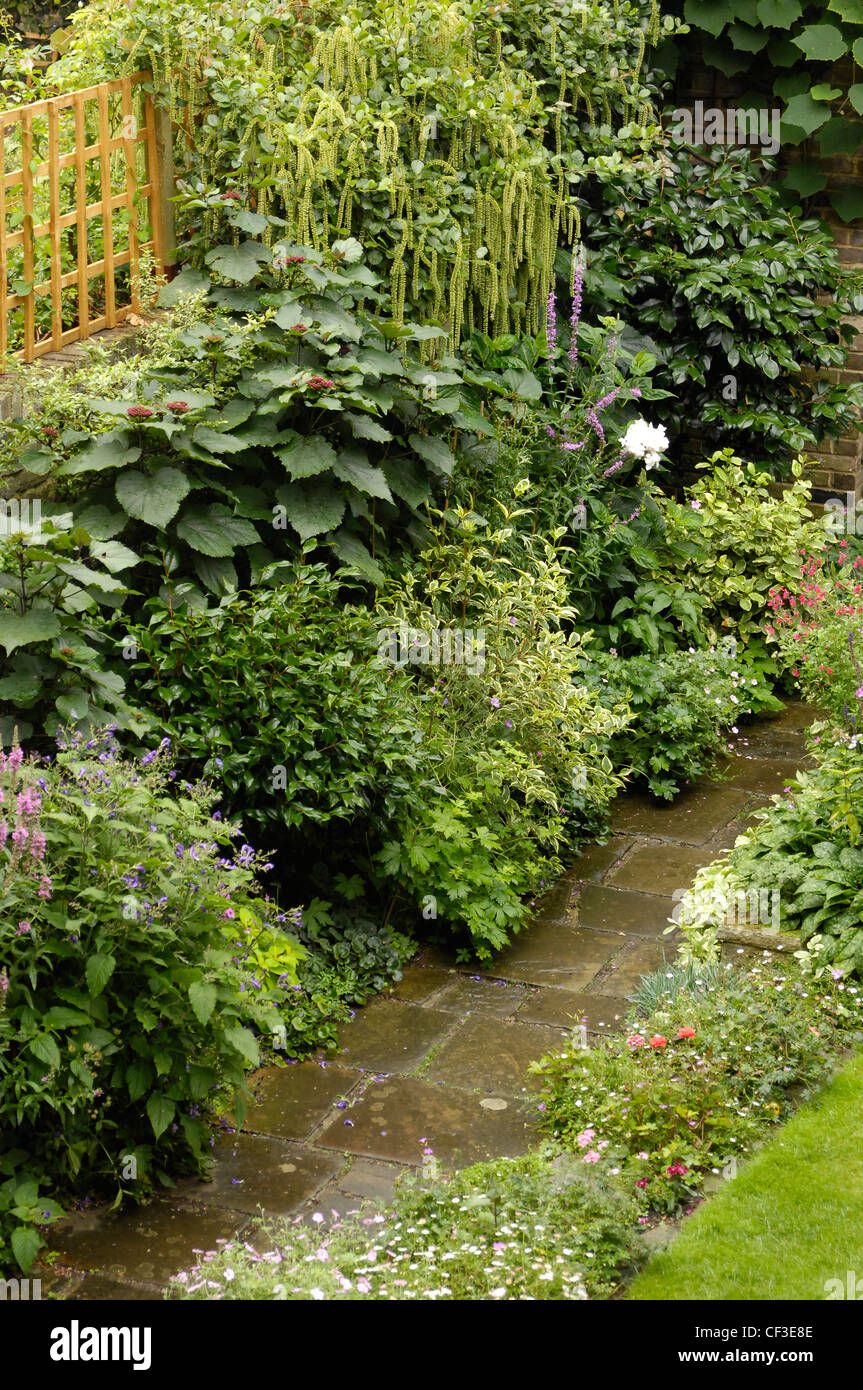 Modern Victorian Garden Detail view of paved garden path and border planted Itea Ilicifolia and Clematis (Donation) at the Stock Photo