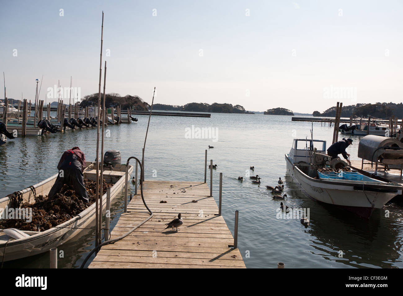 Fresh oyster farming business in the Miyagi Prefecture Fisherman's