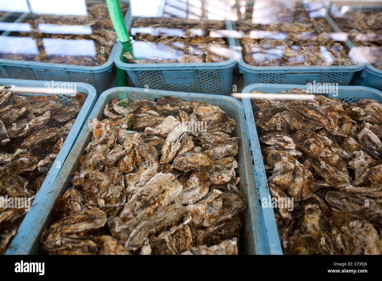 Fresh oyster farming business in the Miyagi Prefecture Fisherman's