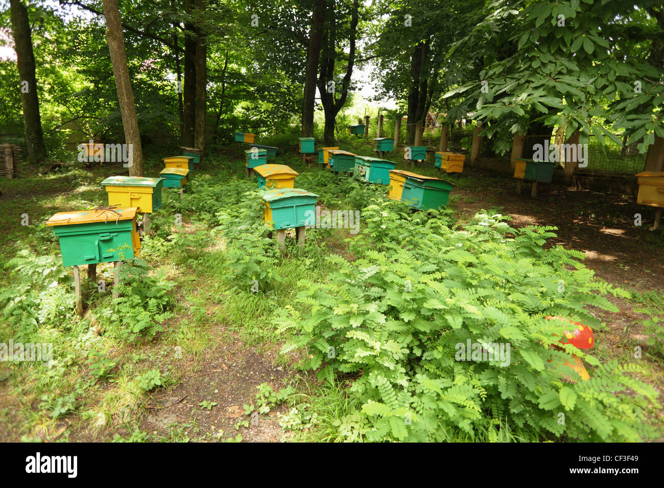 beegarden. a few beehives in a shadow of a threes. focus on beehive in center in first row Stock Photo