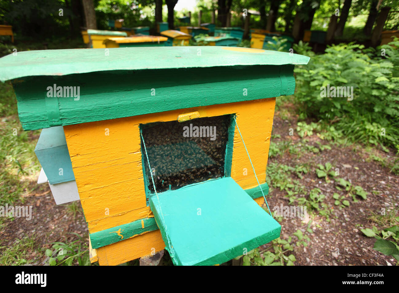 beegarden. a one old beehive in focus. a few beehives in a shadow of a threes in out of focus. Stock Photo