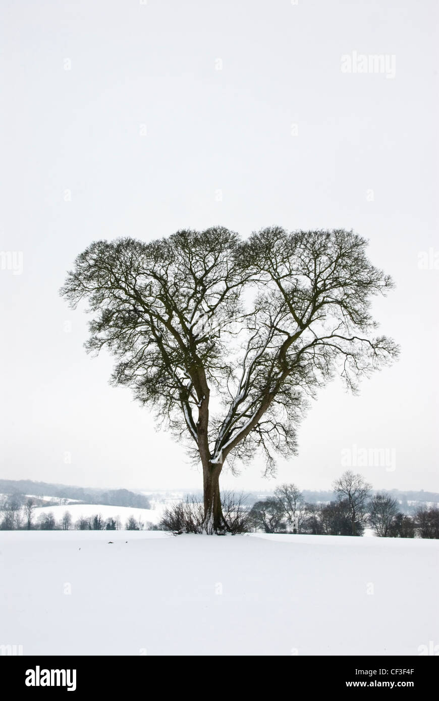 Leafless tree hi-res stock photography and images - Alamy