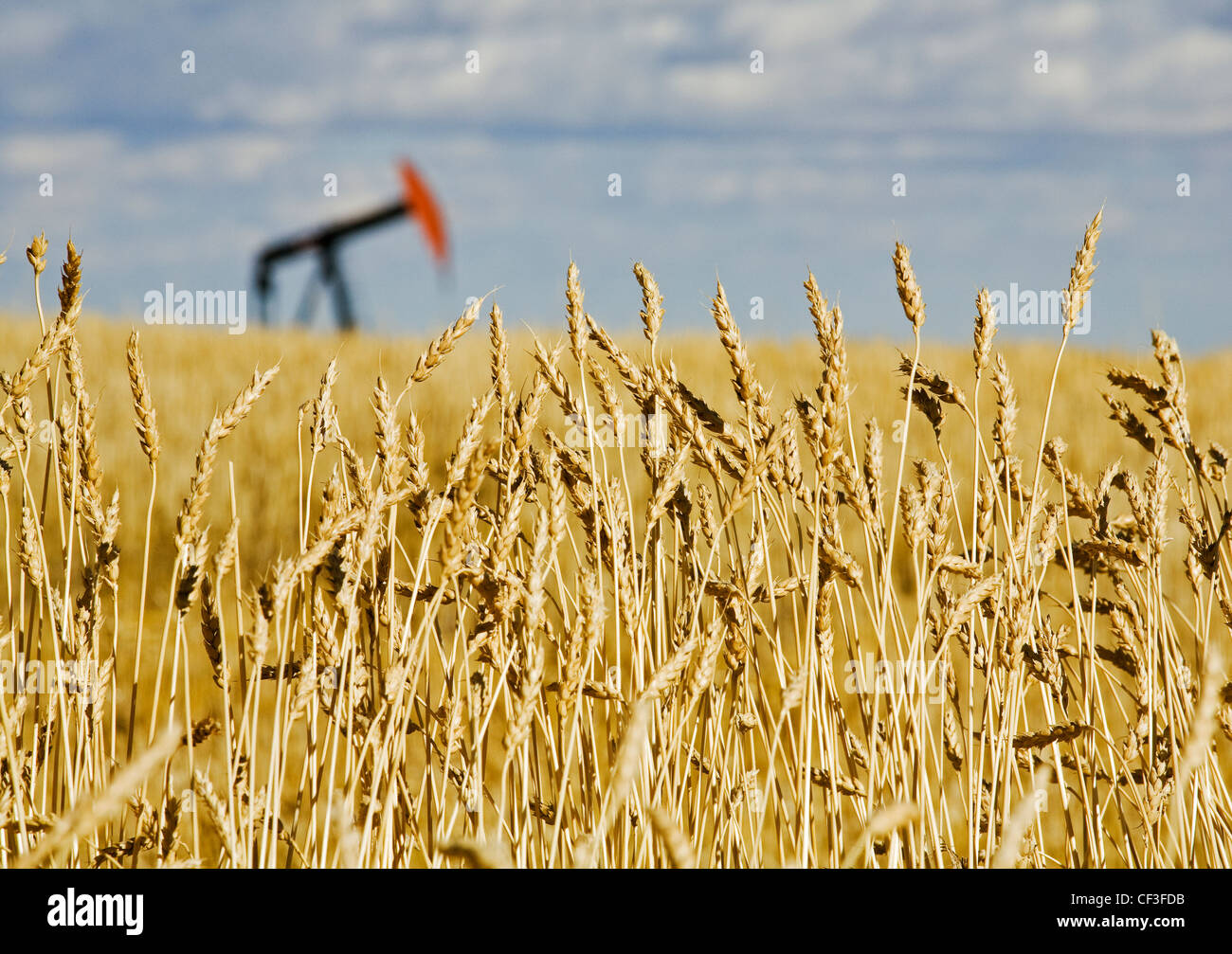 Pump jack in wheat field, near Carstairs, Alberta, Canada Stock Photo