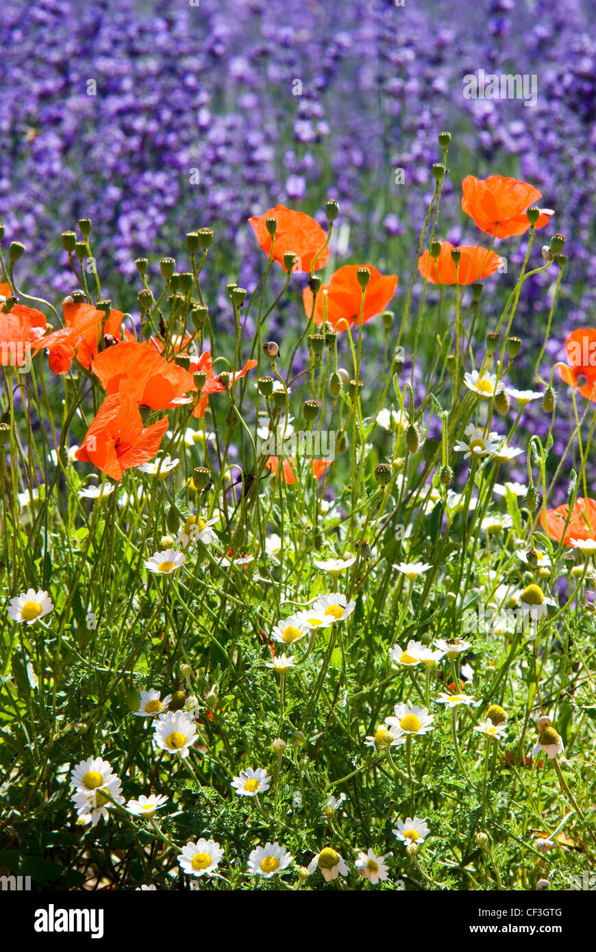 Lavender and poppies hires stock photography and images Alamy